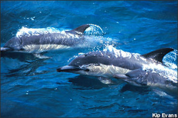 20120521-NOAA dolphins common _100.jpg